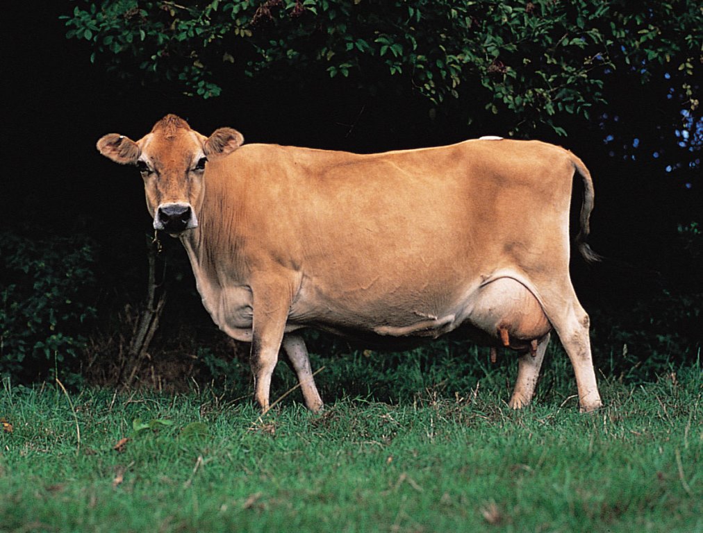 Jersey Cows​